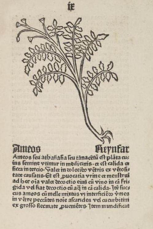 Rainfarn in altem Kräuterbuch