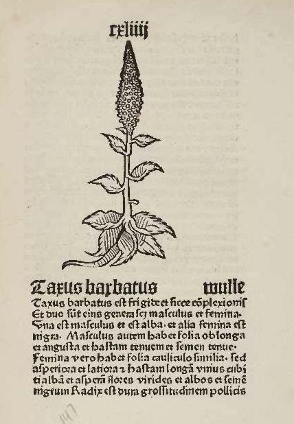 Königskerze oder Wulle aus altem Kräuterbuch