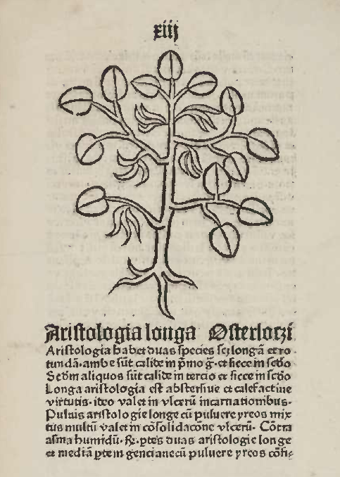 Osterluzei in einem alten Kräuterbuch